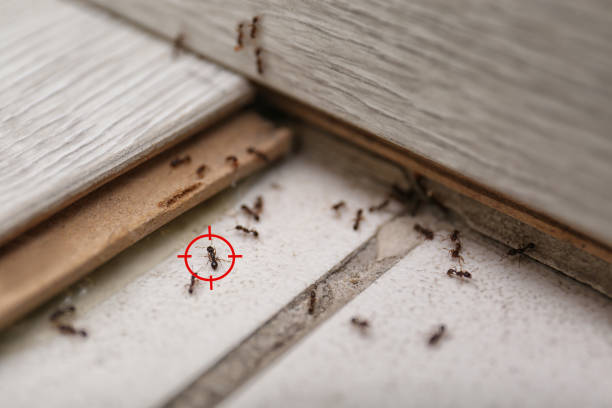 Best Mosquito Control Services  in Lena, IL